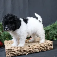 Jingle, a female Cavapoo for sale in West Salem, OH – Photo 2 of 7
