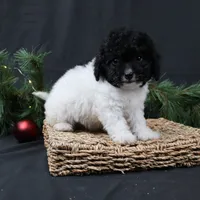 Jingle, a female Cavapoo for sale in West Salem, OH – Photo 5 of 7