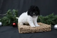 Jingle, a female Cavapoo for sale in West Salem, OH – Photo 5 of 7