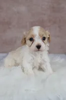Copper, a male Cavapoo for sale in West Salem, OH – 1 of 6