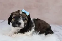 Hickory, a male Cavapoo for sale in West Salem, OH – 10 of 10