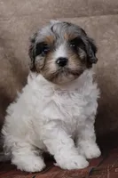 Belle, a female Cavapoo for sale in West Salem, OH – Photo 2 of 10