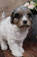 Belle, a female Cavapoo for sale in West Salem, OH – Photo 3 of 10