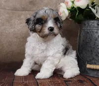 Belle, a female Cavapoo for sale in West Salem, OH – Photo 1 of 10