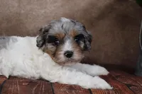 Belle, a female Cavapoo for sale in West Salem, OH – Photo 10 of 10