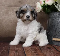 Belle, a female Cavapoo for sale in West Salem, OH – Photo 7 of 10