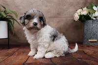 Belle, a female Cavapoo for sale in West Salem, OH – Photo 9 of 10