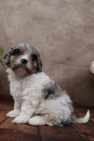 Belle, a female Cavapoo for sale in West Salem, OH – Photo 6 of 10