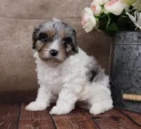 Belle, a female Cavapoo for sale in West Salem, OH – Photo 8 of 10