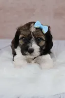 Hickory, a male Cavapoo for sale in West Salem, OH – 1 of 10