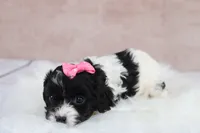 Luna, a female Cavapoo for sale in West Salem, OH – 10 of 10