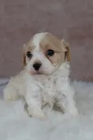 Copper, a male Cavapoo for sale in West Salem, OH – 2 of 6