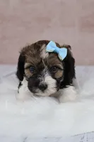 Hickory, a male Cavapoo for sale in West Salem, OH – 8 of 10