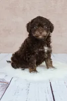 Coco, a female Cavapoo for sale in West Salem, OH – 7 of 7