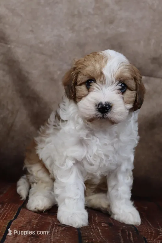 Jackson – Cavapoo puppy for sale in West Salem, OH