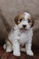 Jackson, a male Cavapoo for sale in West Salem, OH – Photo 2 of 9