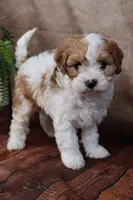 Jackson, a male Cavapoo for sale in West Salem, OH – Photo 8 of 9