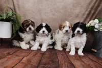 Jackson, a male Cavapoo for sale in West Salem, OH – Photo 6 of 9