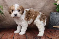 Jackson, a male Cavapoo for sale in West Salem, OH – Photo 7 of 9