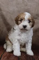 Jackson, a male Cavapoo for sale in West Salem, OH – Photo 3 of 9