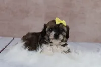 Candy, a female Cavapoo for sale in West Salem, OH – 5 of 8