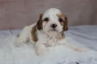 Woody, a male Cavapoo for sale in West Salem, OH – 6 of 8