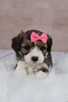 Maple, a female Cavapoo for sale in West Salem, OH – 2 of 9