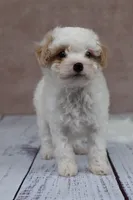 Pumpkin, a female Cavapoo for sale in West Salem, OH – 7 of 8
