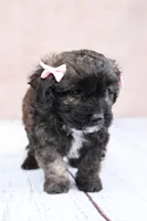 Hazelnut, a female Cavapoo for sale in West Salem, OH – 7 of 9