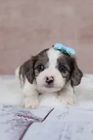 Frost, a male Cavapoo for sale in West Salem, OH – 4 of 7