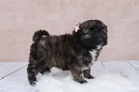 Hazelnut, a female Cavapoo for sale in West Salem, OH – 6 of 9