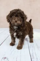 Nutmeg, a female Cavapoo for sale in West Salem, OH – 5 of 8