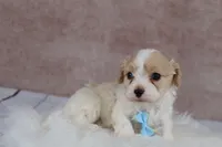 Autumn, a female Cavapoo for sale in West Salem, OH – 5 of 6