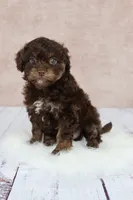 Coco, a female Cavapoo for sale in West Salem, OH – 5 of 7