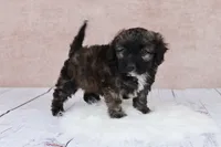 Hazelnut, a female Cavapoo for sale in West Salem, OH – 9 of 9
