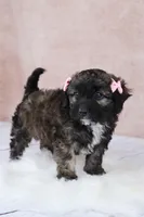Hazelnut, a female Cavapoo for sale in West Salem, OH – 8 of 9