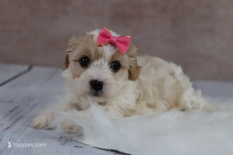 Goldie – Cavapoo puppy for sale in West Salem, OH