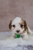 Woody, a male Cavapoo for sale in West Salem, OH – 7 of 8