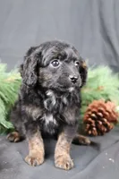 Cane, a male Cavapoo for sale in West Salem, OH – Photo 4 of 5