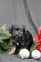 Cane, a male Cavapoo for sale in West Salem, OH – Photo 2 of 5