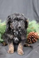 Cane, a male Cavapoo for sale in West Salem, OH – Photo 1 of 5