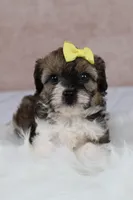Candy, a female Cavapoo for sale in West Salem, OH – 1 of 8