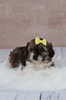 Candy, a female Cavapoo for sale in West Salem, OH – 8 of 8