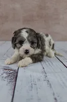 Clove, a female Cavapoo for sale in West Salem, OH – 4 of 7