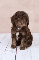 Nutmeg, a female Cavapoo for sale in West Salem, OH – 8 of 8
