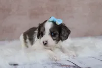 Frost, a male Cavapoo for sale in West Salem, OH – 6 of 7