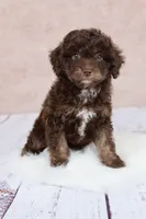 Nutmeg, a female Cavapoo for sale in West Salem, OH – 6 of 8