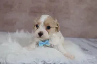 Copper, a male Cavapoo for sale in West Salem, OH – 3 of 6