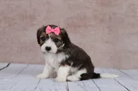 Maple, a female Cavapoo for sale in West Salem, OH – 8 of 9