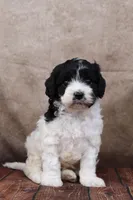 Johnson, a male Cavapoo for sale in West Salem, OH – Photo 4 of 7